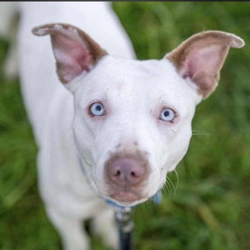Enlarge Jasmine, a Adoptable mixed breed in Santa Rosa, CA image 1/2