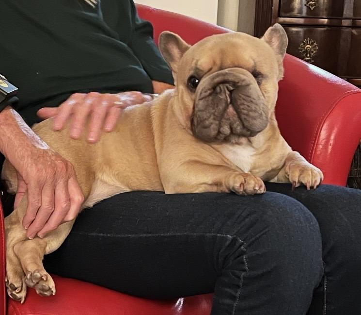 Griselda , a ADOPTABLE French Bulldog in Milton, ON image 2/5