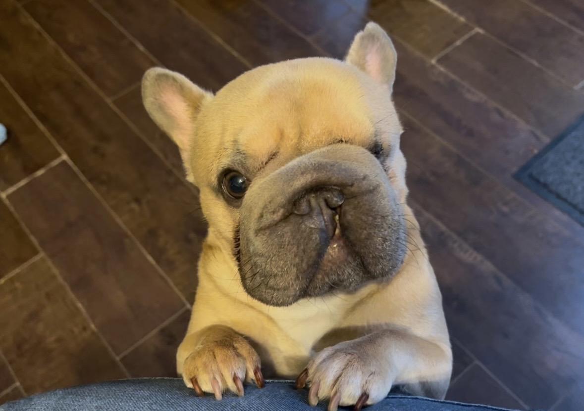 Griselda , a ADOPTABLE French Bulldog in Milton, ON image 4/5