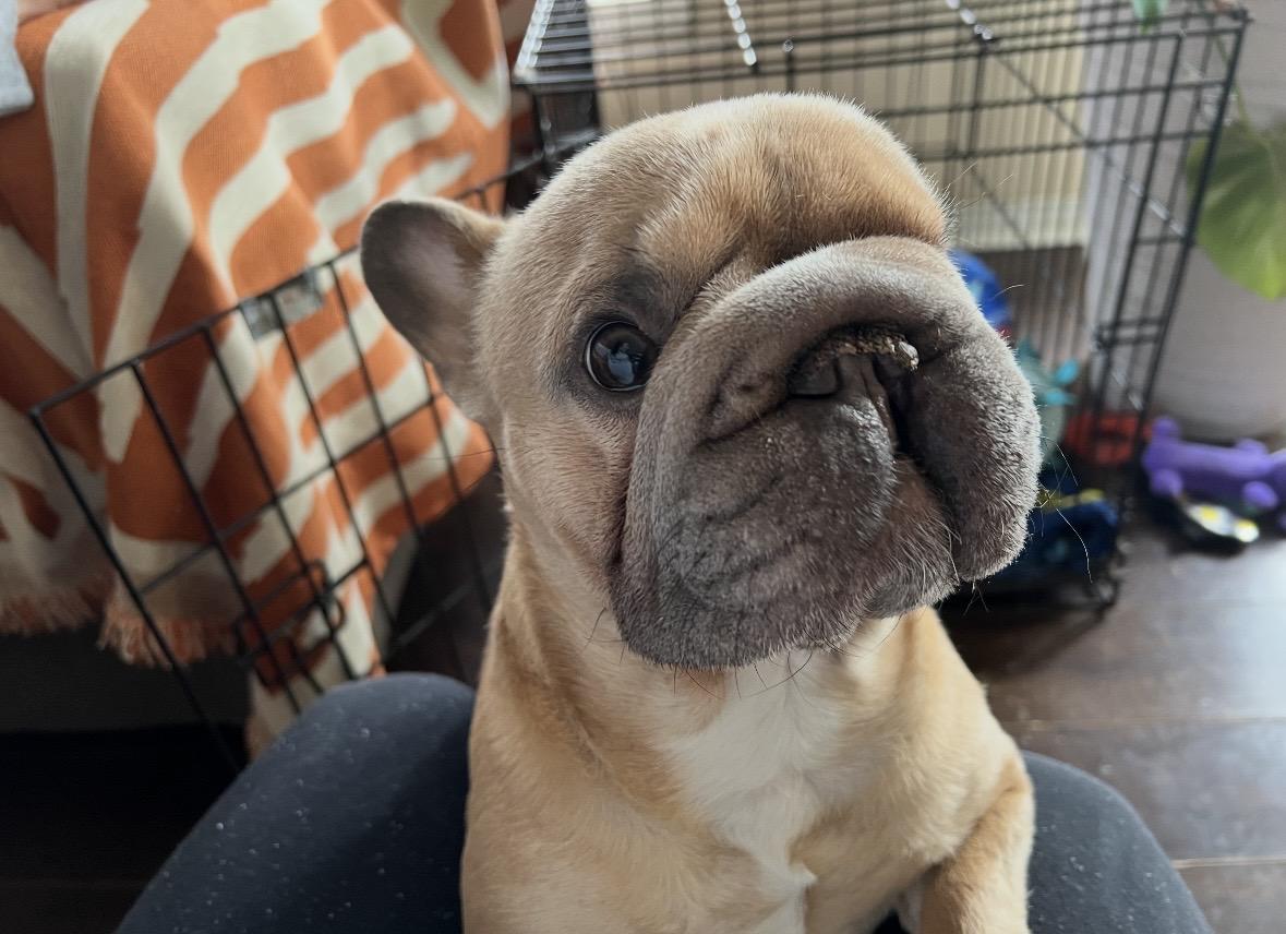 Griselda , a ADOPTABLE French Bulldog in Milton, ON image 3/5