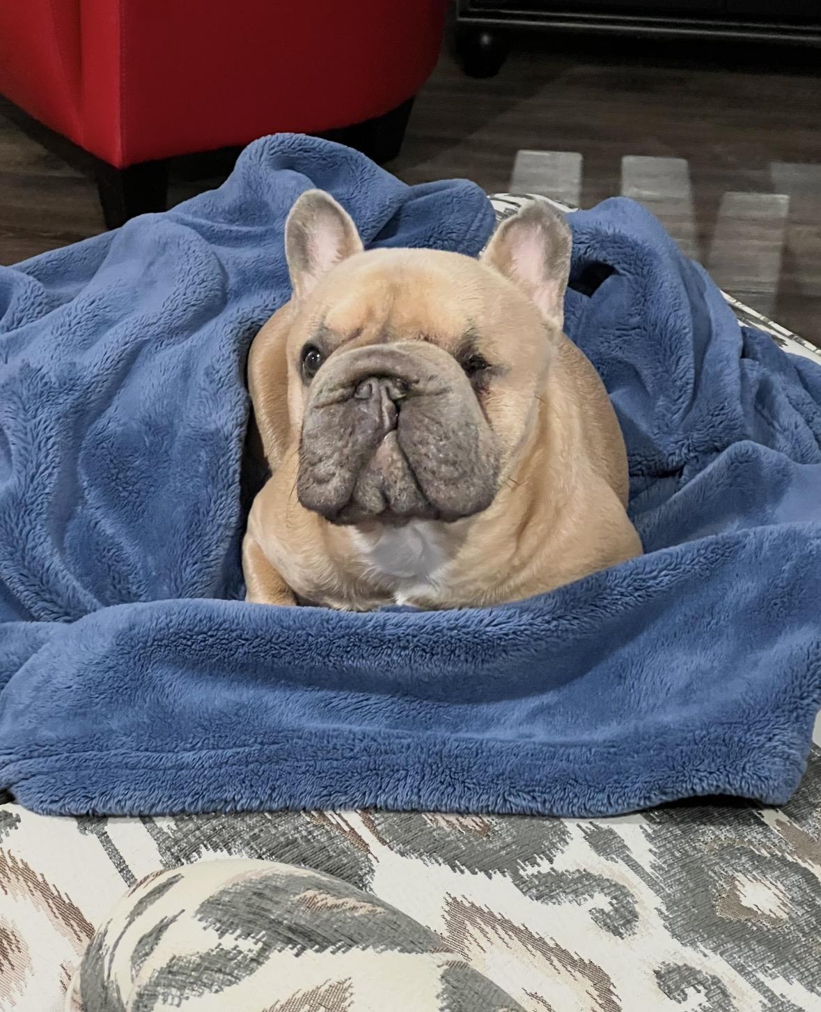 Griselda , a ADOPTABLE French Bulldog in Milton, ON image 1/5