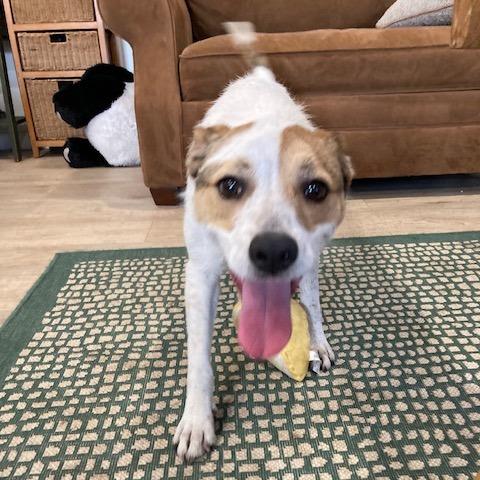 Enlarge HOLLY (573), a Adoptable mixed breed in Indiantown, FL image 1/6