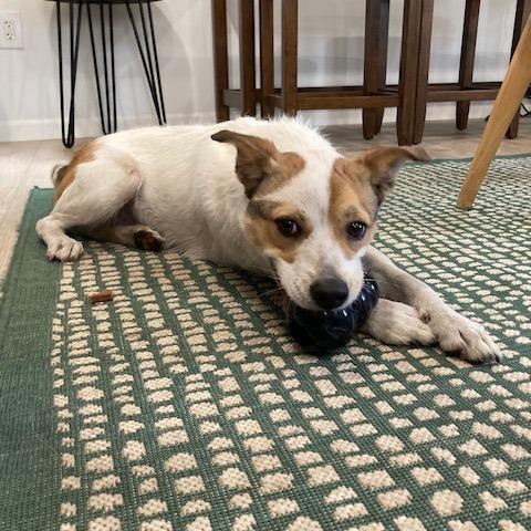 Enlarge HOLLY (573), a Adoptable mixed breed in Indiantown, FL image 2/6