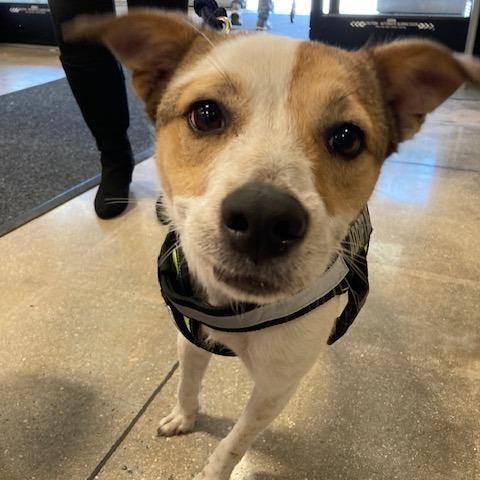 Enlarge HOLLY (573), a Adoptable mixed breed in Indiantown, FL image 3/6