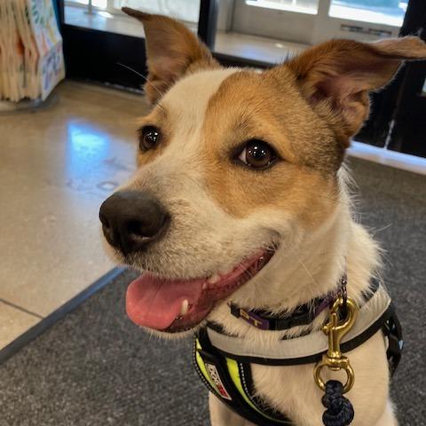 Enlarge HOLLY (573), a Adoptable mixed breed in Indiantown, FL image 4/6