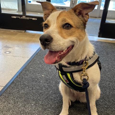 Enlarge HOLLY (573), a Adoptable mixed breed in Indiantown, FL image 5/6