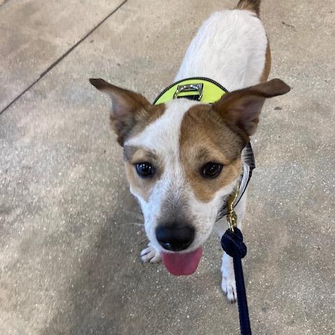 Enlarge HOLLY (573), a Adoptable mixed breed in Indiantown, FL image 6/6