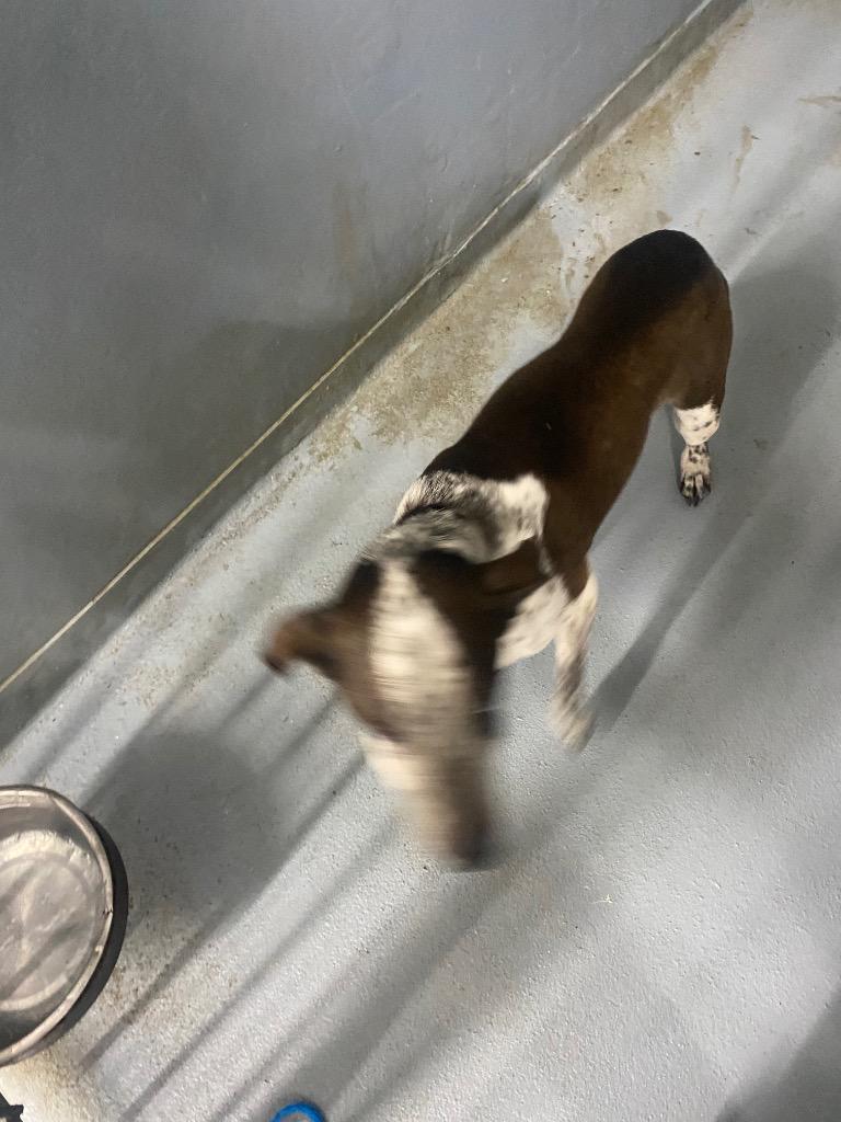 Olivia, Adoptable, Senior Female Mixed Breed.