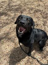 Enlarge Mick Jagger, a ADOPTABLE mixed breed in Canon City, CO image 1/1