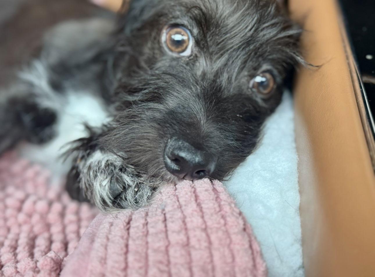 Mac, Adoptable, Puppy Female Scottish Terrier & Corgi.