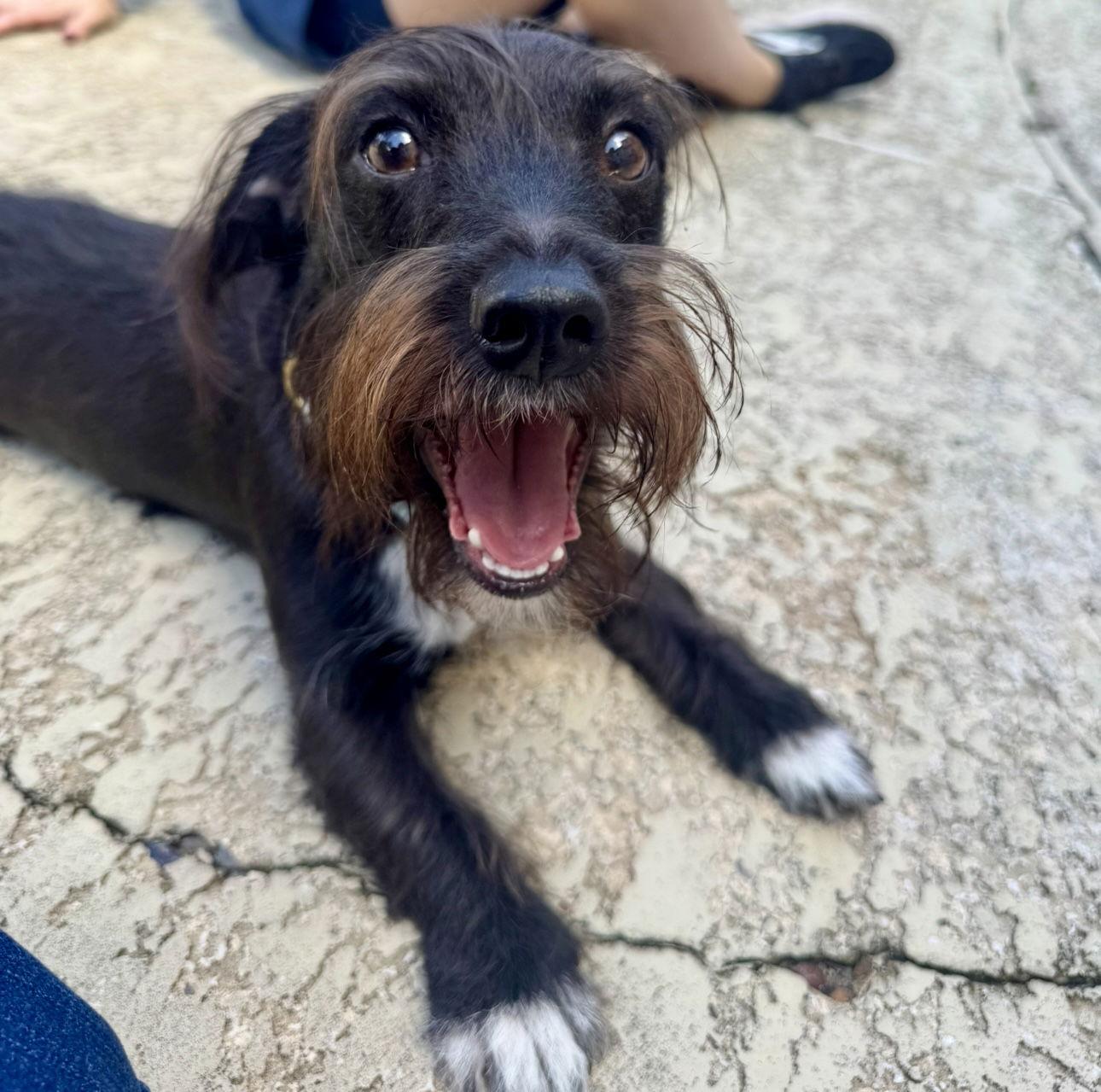 Enlarge Mac, a Adoptable mixed breed in Houston, TX image 2/3