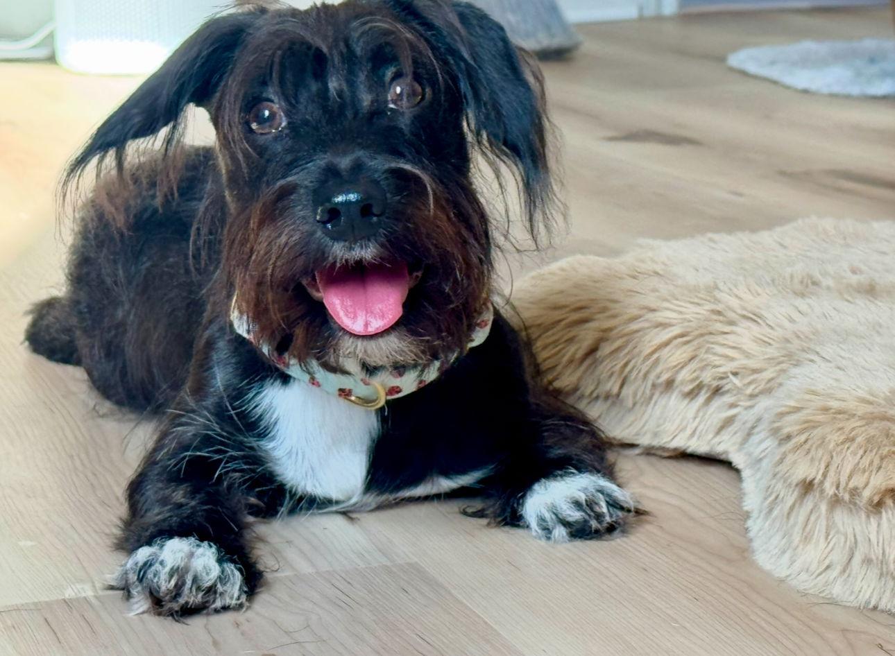 Enlarge Mac, a Adoptable mixed breed in Houston, TX image 3/3