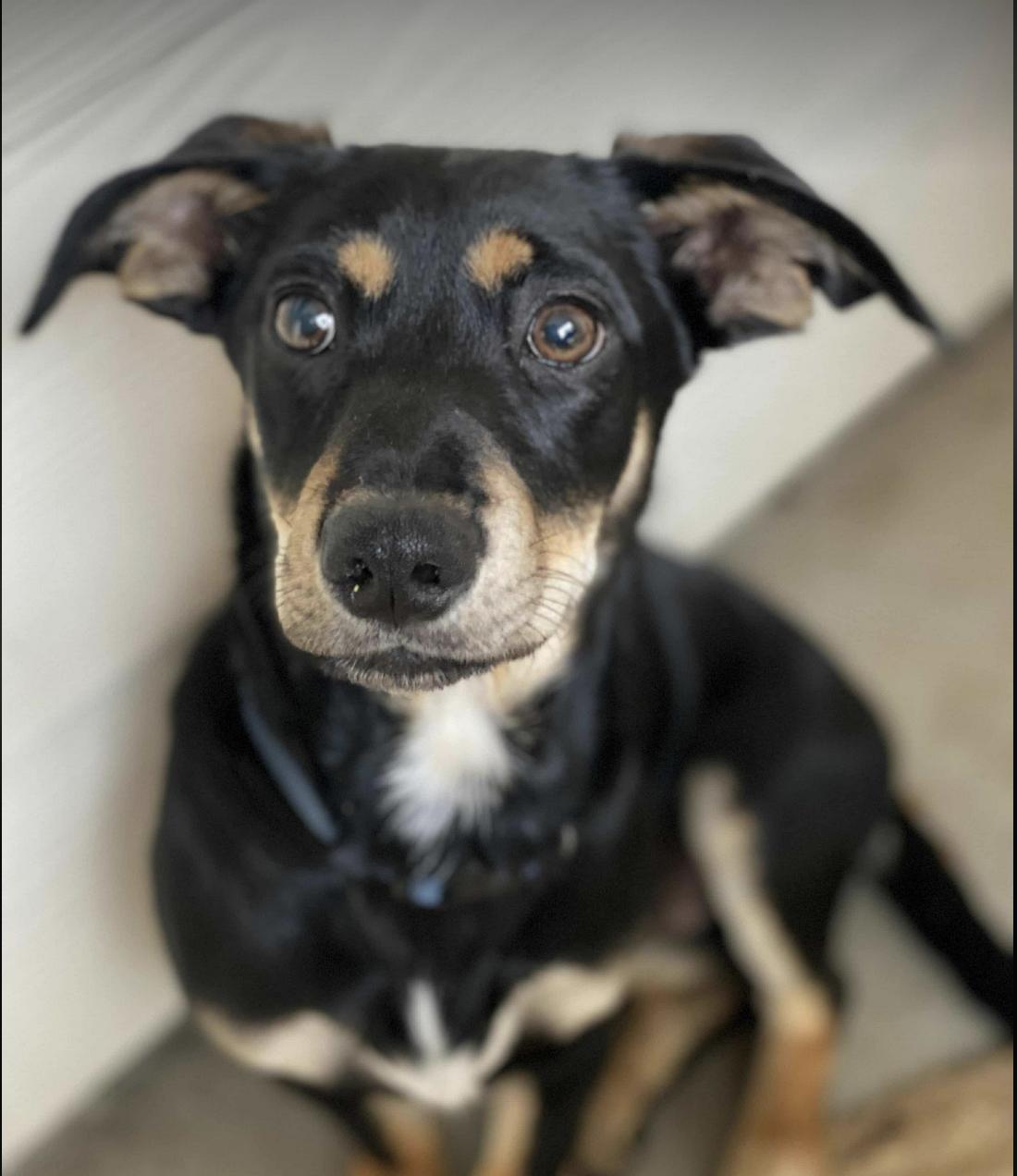 Indigo (TX), Baby Male unknown