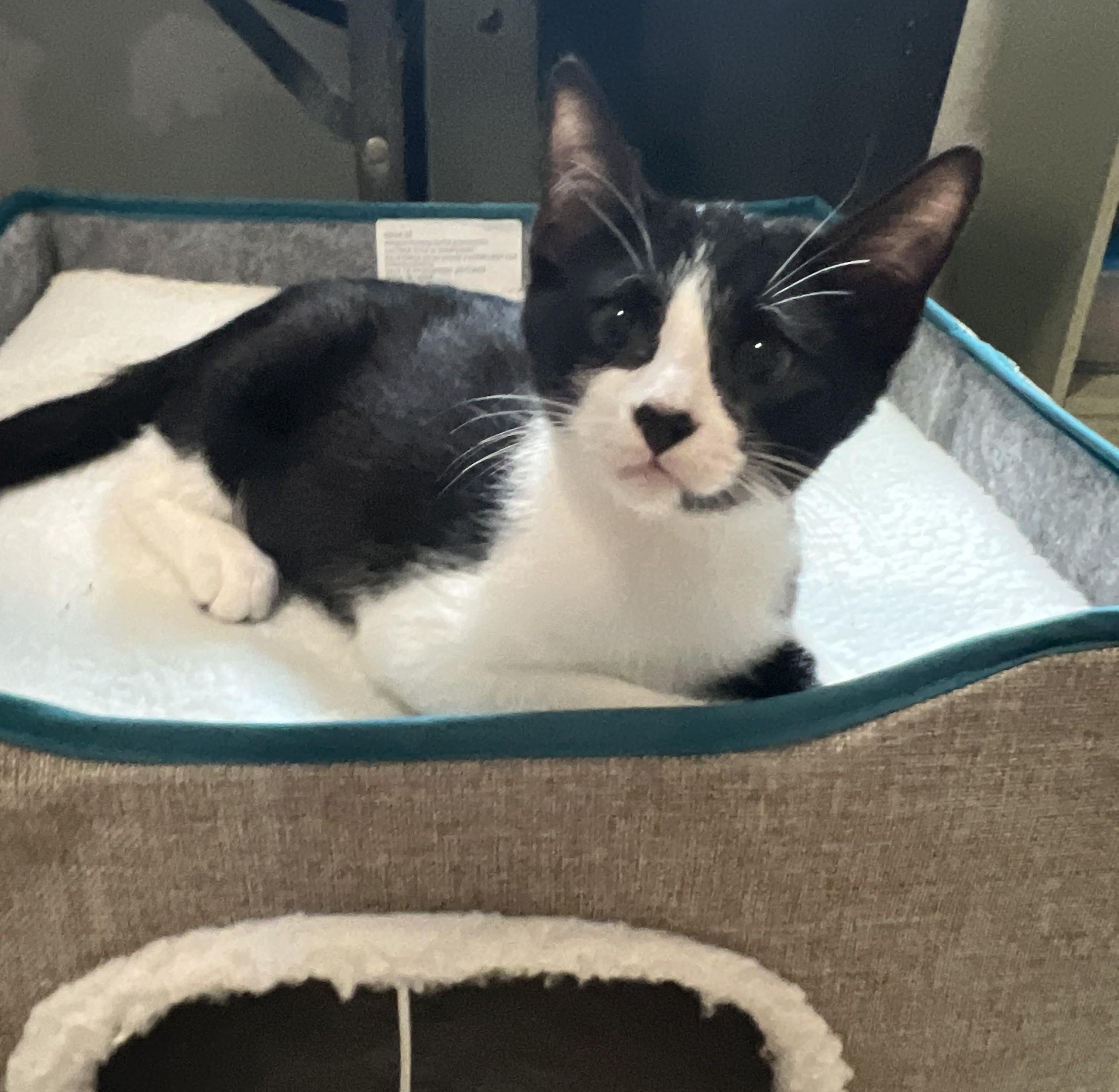 Barney, Adoptable, Kitten Male Domestic Short Hair.