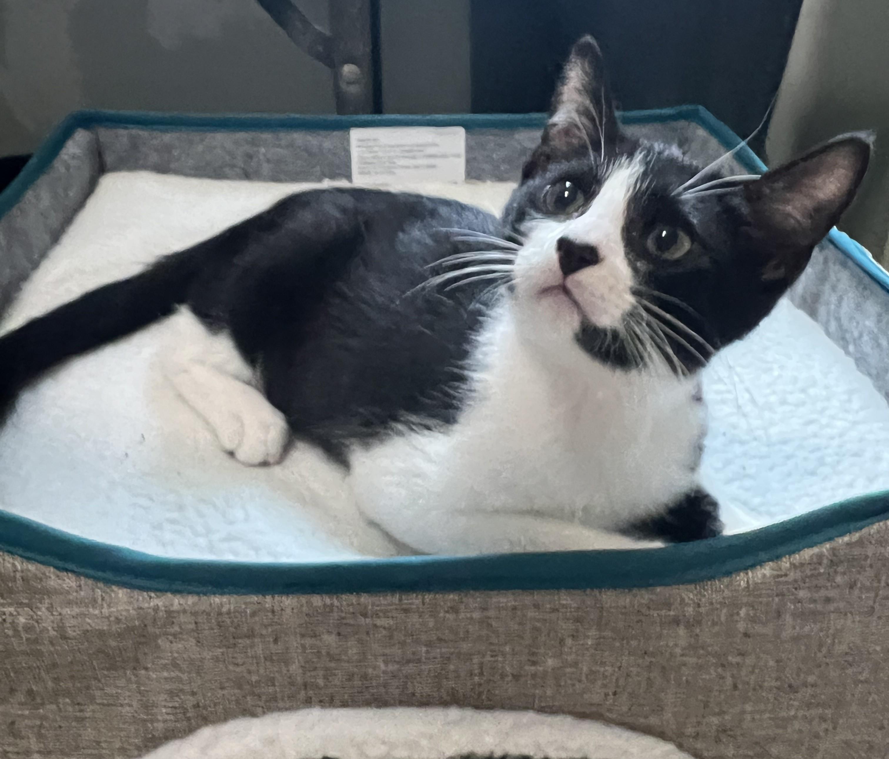 Enlarge Barney, a Adoptable Domestic Short Hair in Lombard, IL image 3/4