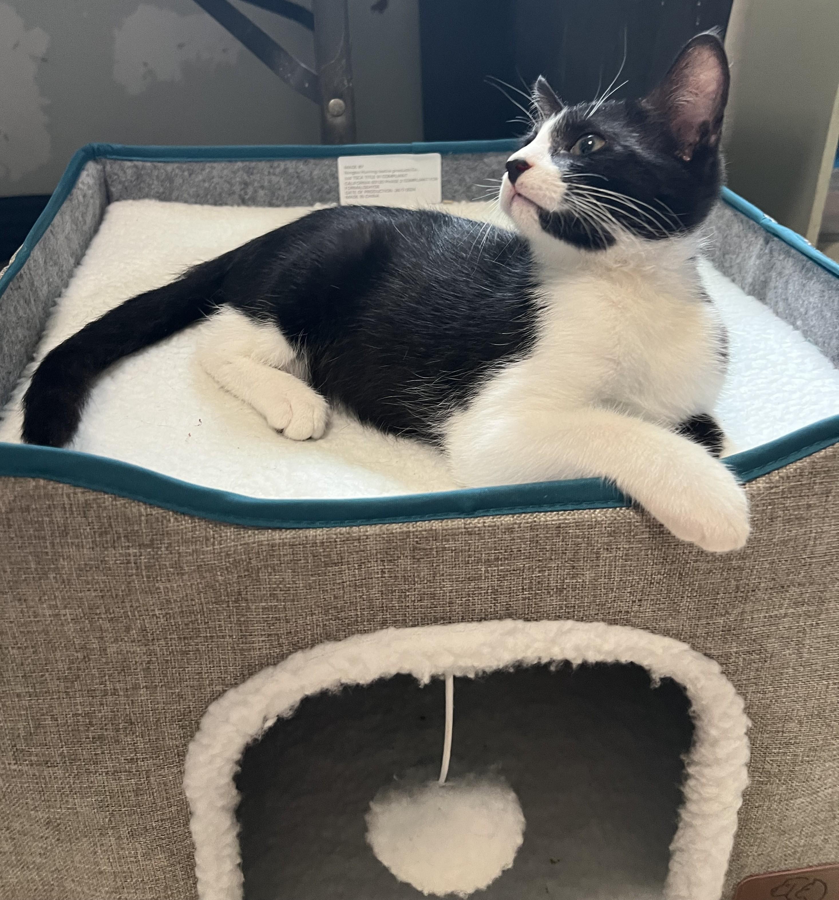 Enlarge Barney, a Adoptable Domestic Short Hair in Lombard, IL image 4/4