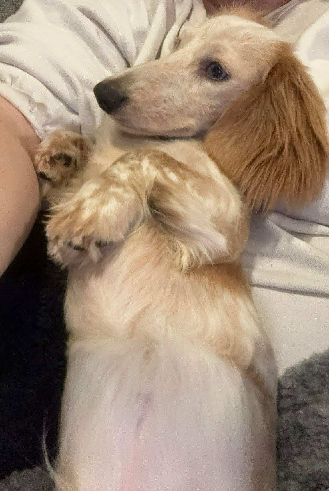 Enlarge Dolly, an adopted Dachshund (Long Haired) in Stevens, PA image 6/6