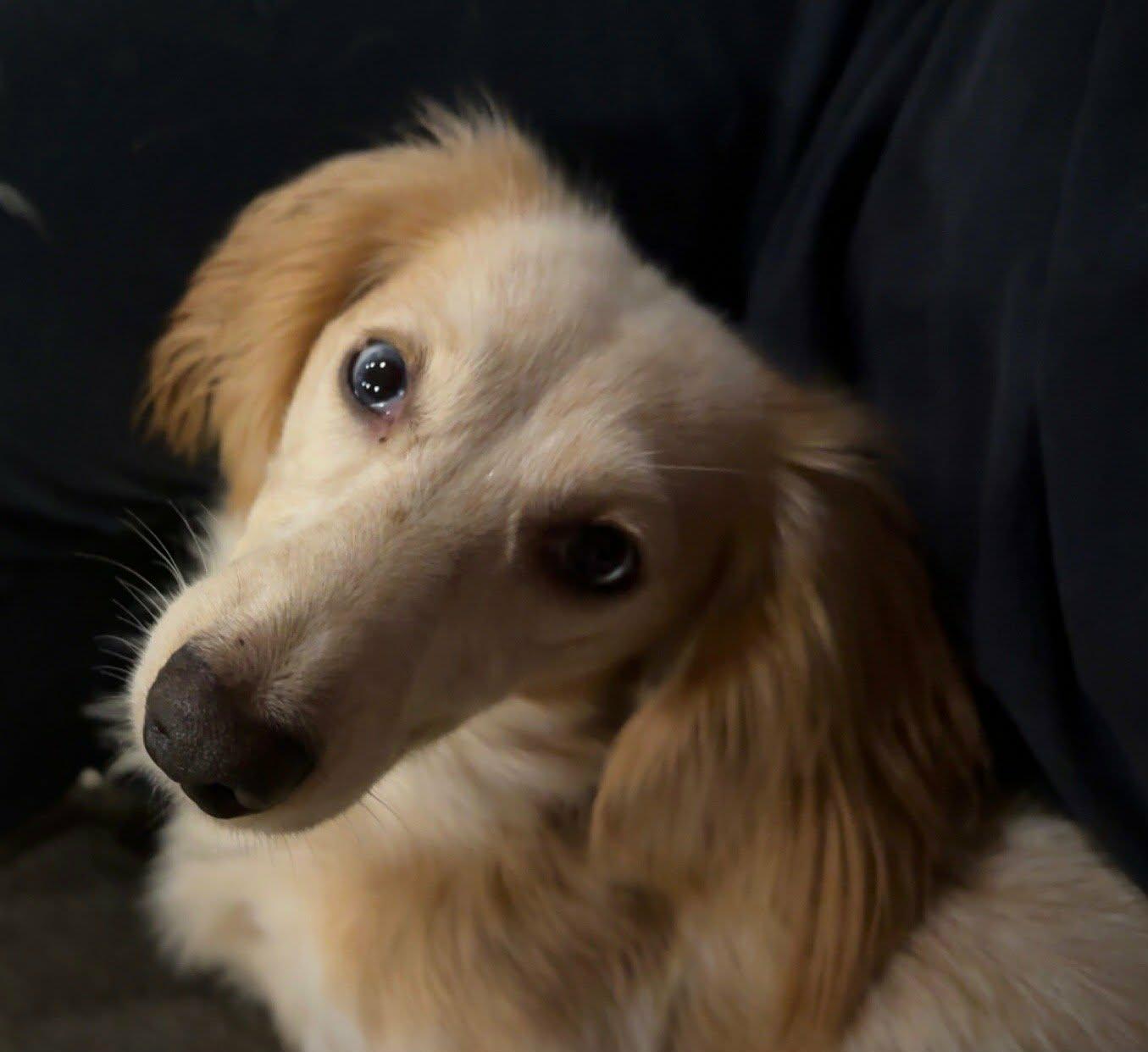 Enlarge Dolly, an adopted Dachshund (Long Haired) in Stevens, PA image 4/6