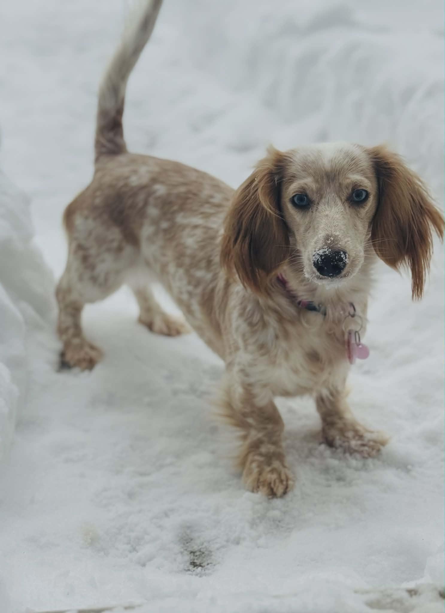 Enlarge Dolly, an adopted Dachshund (Long Haired) in Stevens, PA image 1/6