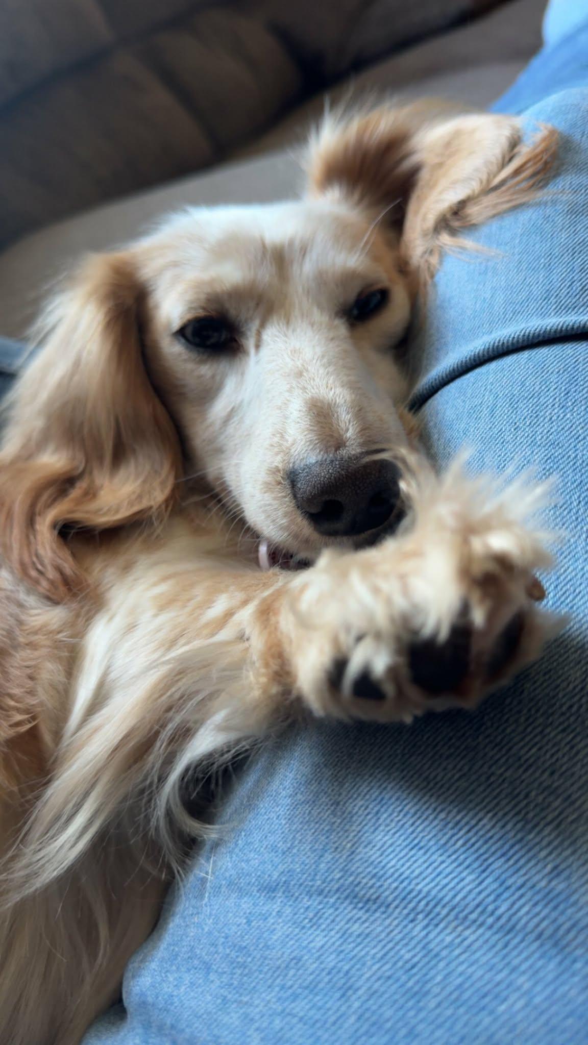 Enlarge Dolly, an adopted Dachshund (Long Haired) in Stevens, PA image 2/6