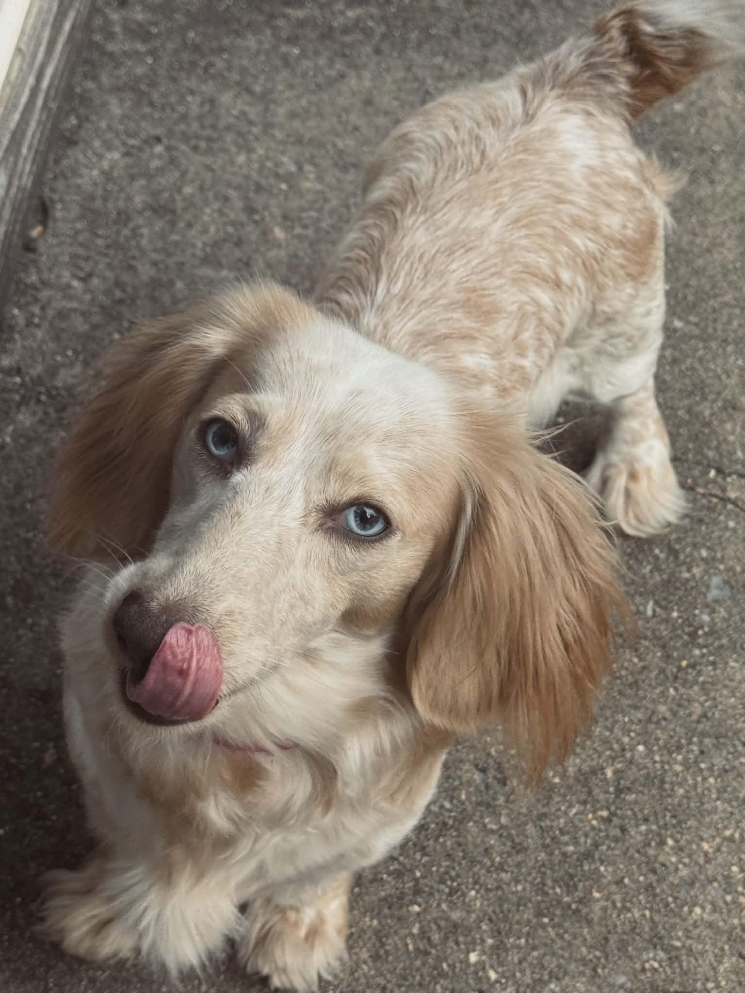 Enlarge Dolly, an adopted Dachshund (Long Haired) in Stevens, PA image 5/6