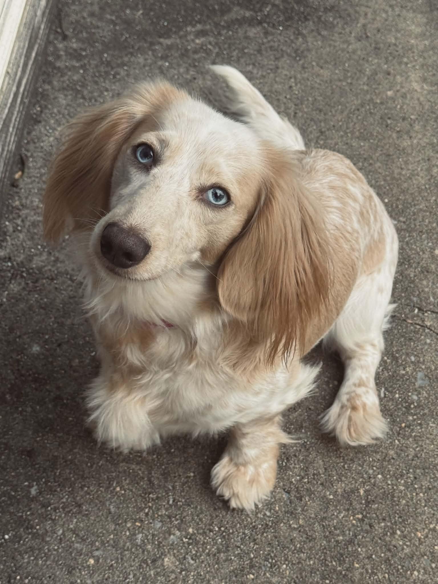 Enlarge Dolly, an adopted Dachshund (Long Haired) in Stevens, PA image 3/6