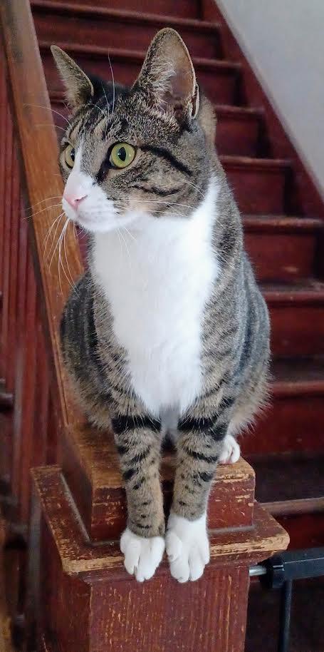 Enlarge Truffle, a Adoptable mixed breed in Monticello, MN image 1/2