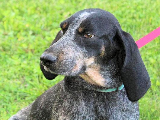 Enlarge Yellow Iris (IN), a Adoptable Bluetick Coonhound in Leawood, KS image 4/4