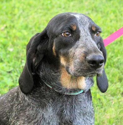 Enlarge Yellow Iris (IN), a Adoptable Bluetick Coonhound in Leawood, KS image 2/4
