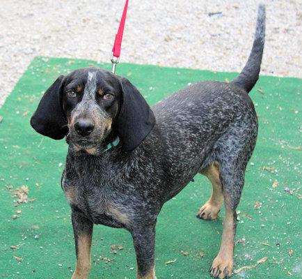 Enlarge Yellow Iris (IN), a Adoptable Bluetick Coonhound in Leawood, KS image 1/4