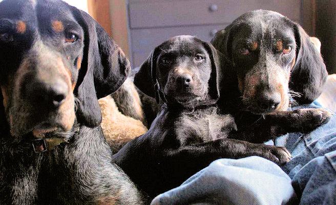 Enlarge Yellow Iris (IN), a Adoptable Bluetick Coonhound in Leawood, KS image 3/4