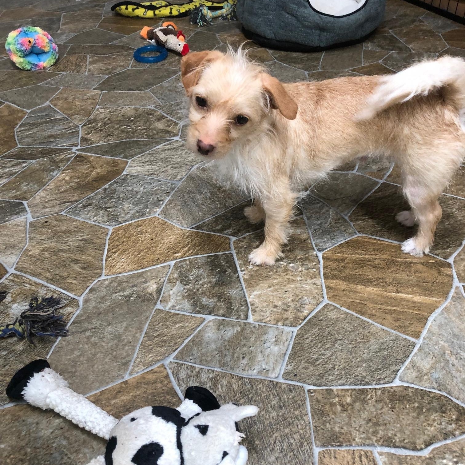 Enlarge Taffy, an adopted mixed breed in Petaluma, CA image 6/6