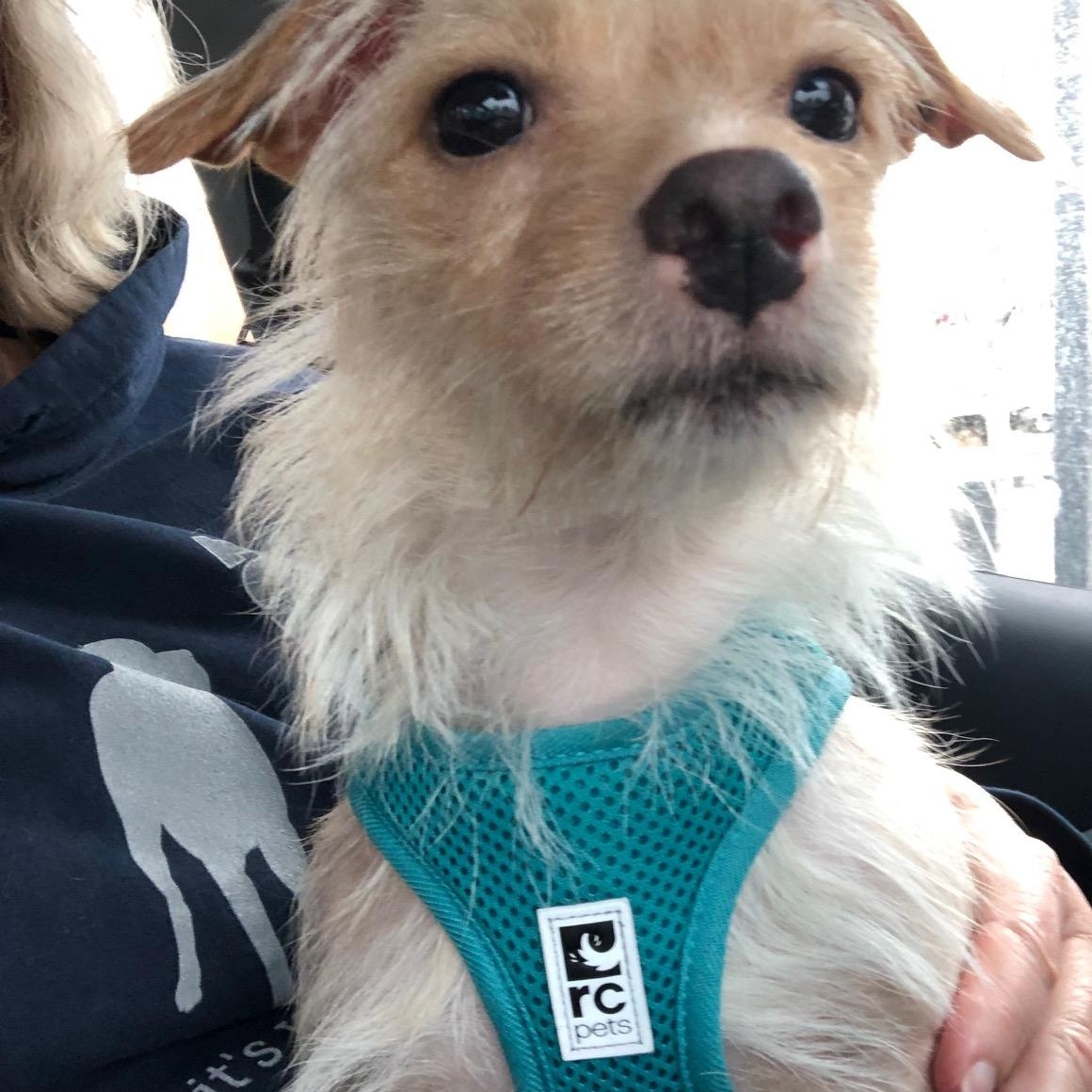 Enlarge Taffy, a ADOPTABLE mixed breed in Petaluma, CA image 2/5