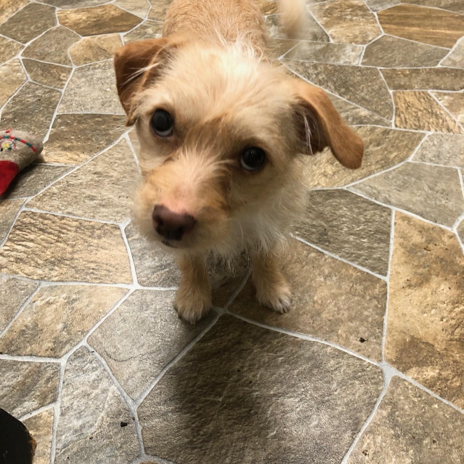 Enlarge Taffy, an adopted mixed breed in Petaluma, CA image 1/6