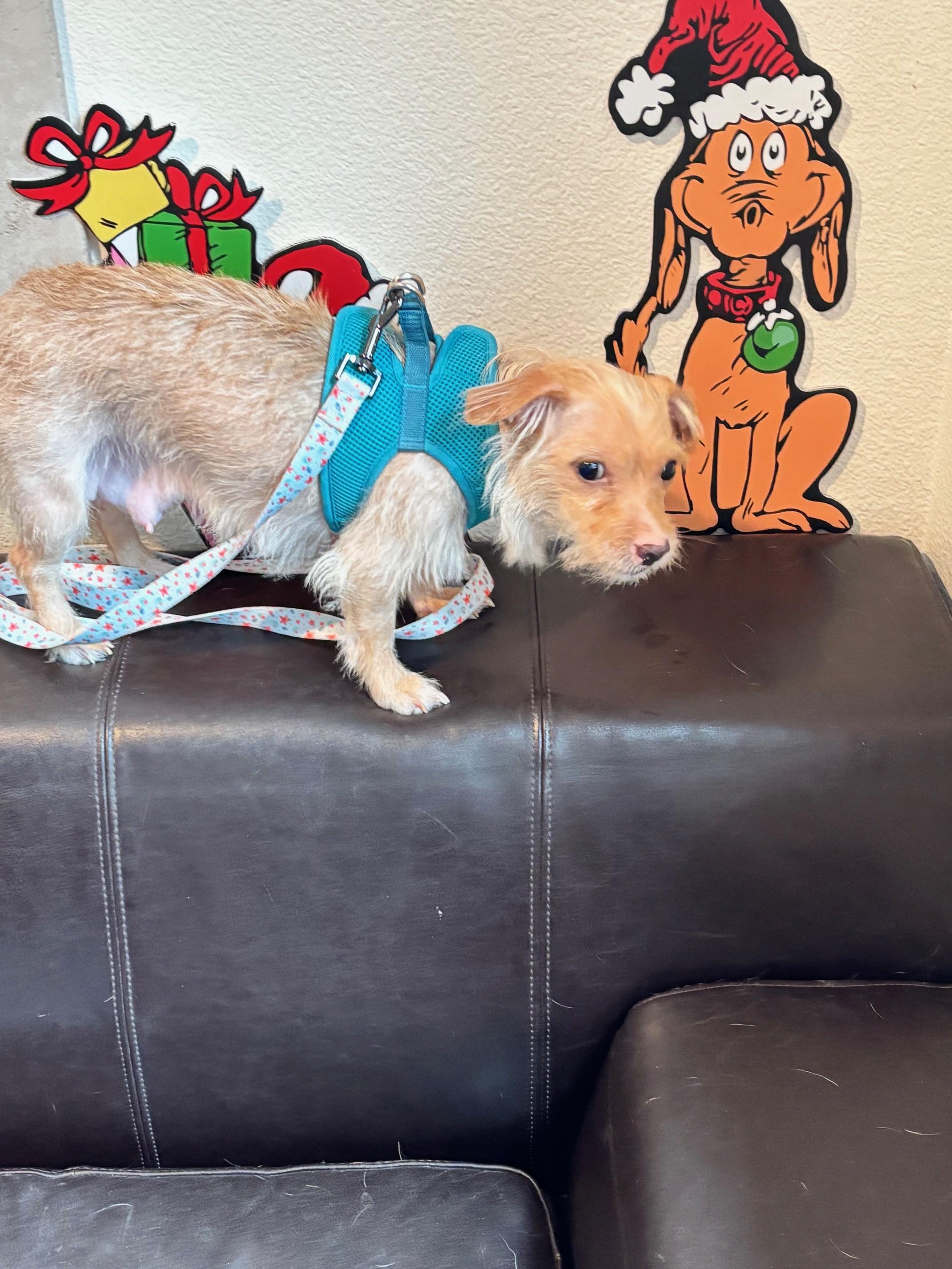 Enlarge Taffy, a ADOPTABLE mixed breed in Petaluma, CA image 4/5