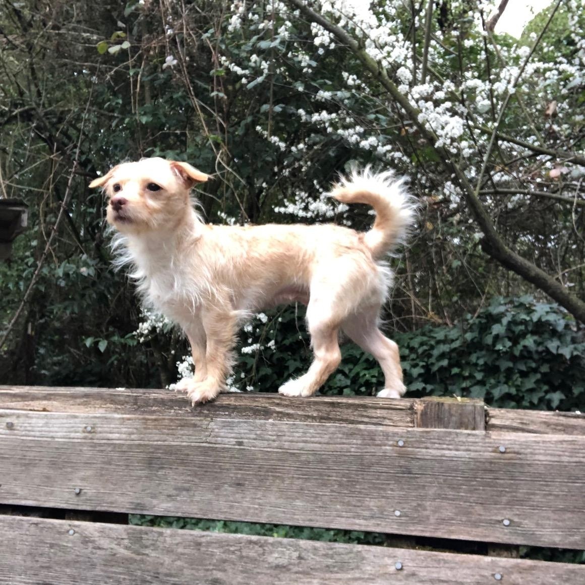 Enlarge Taffy, an adopted mixed breed in Petaluma, CA image 2/6