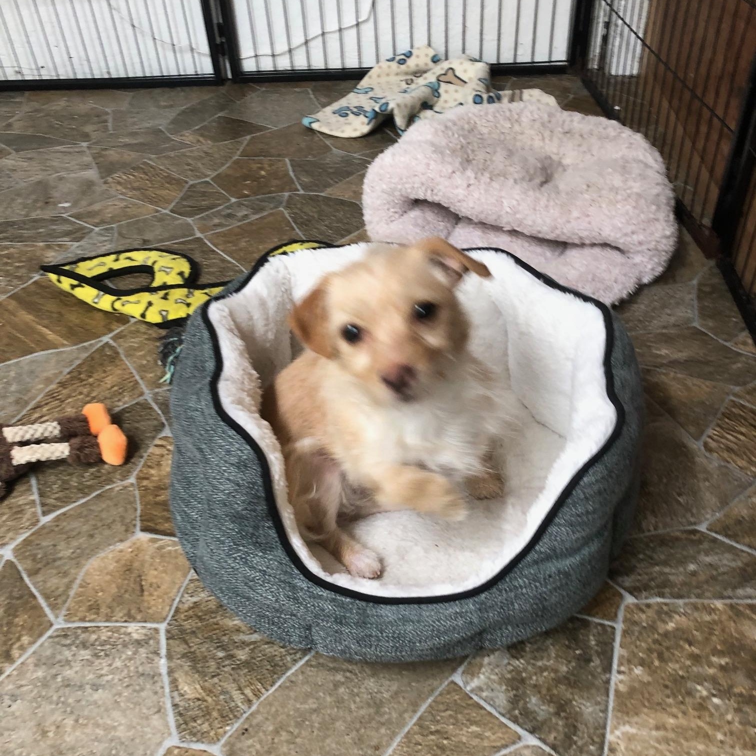 Enlarge Taffy, an adopted mixed breed in Petaluma, CA image 5/6