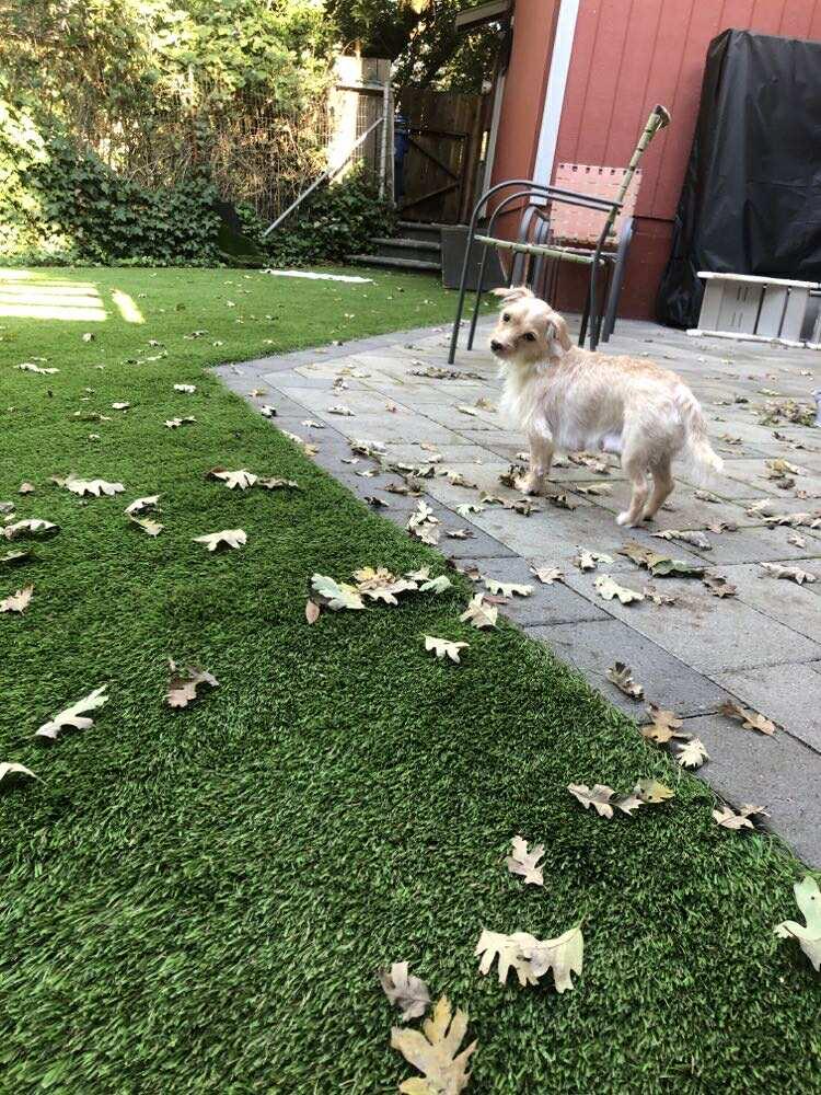 Taffy, ADOPTABLE, Young Female Chihuahua & Terrier.