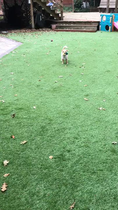 Enlarge Taffy, a ADOPTABLE mixed breed in Petaluma, CA video 5/5