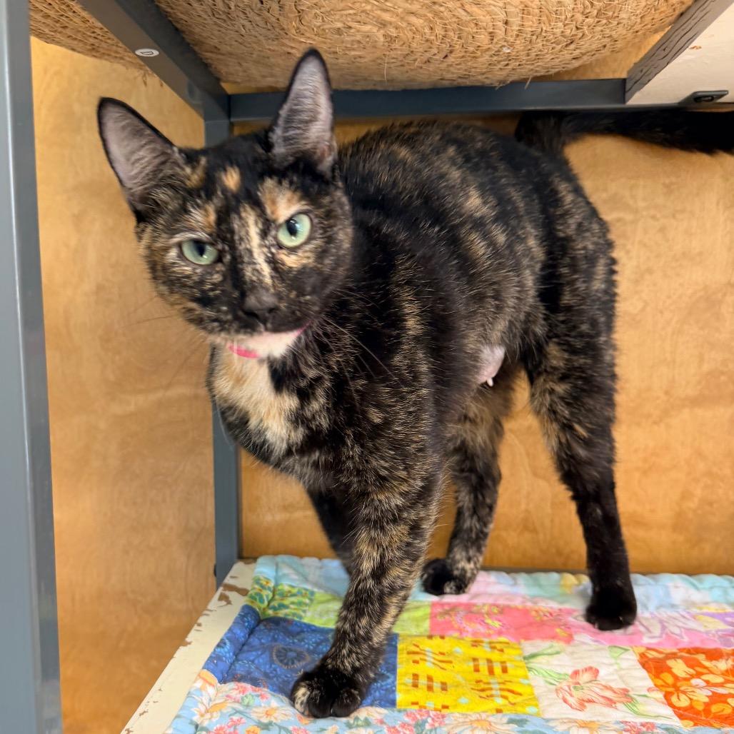 Honey Bee, Adoptable, Young Female Domestic Short Hair.
