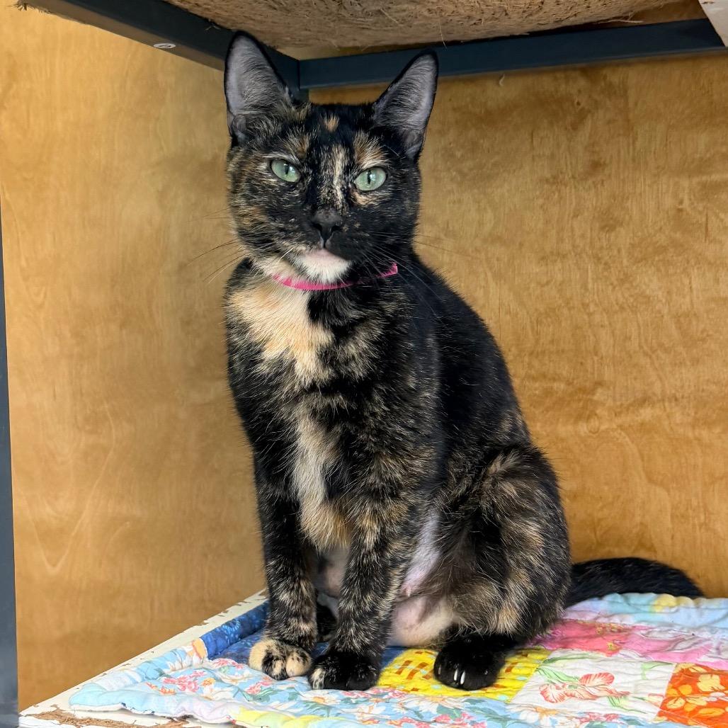 Enlarge Honey Bee, a Adoptable Domestic Short Hair in Columbus, GA image 2/2