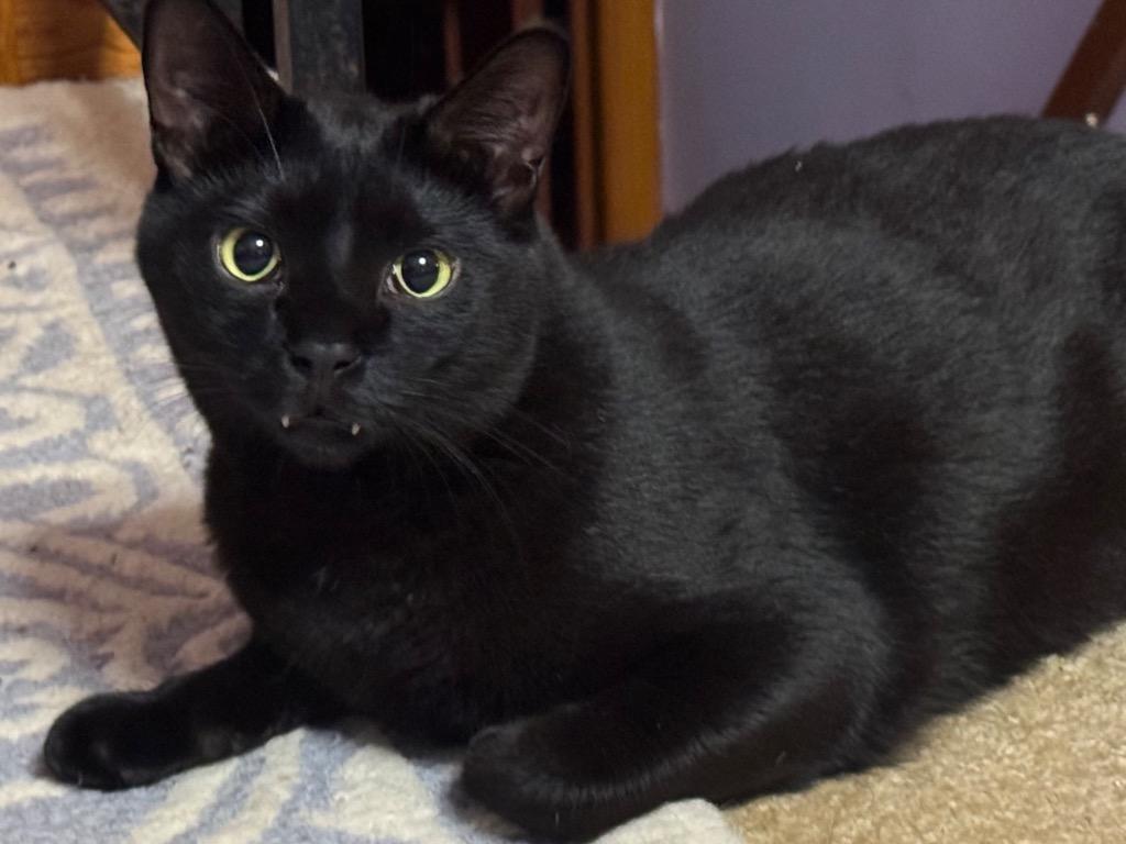 Cloud, Adoptable, Young Male Domestic Medium Hair.
