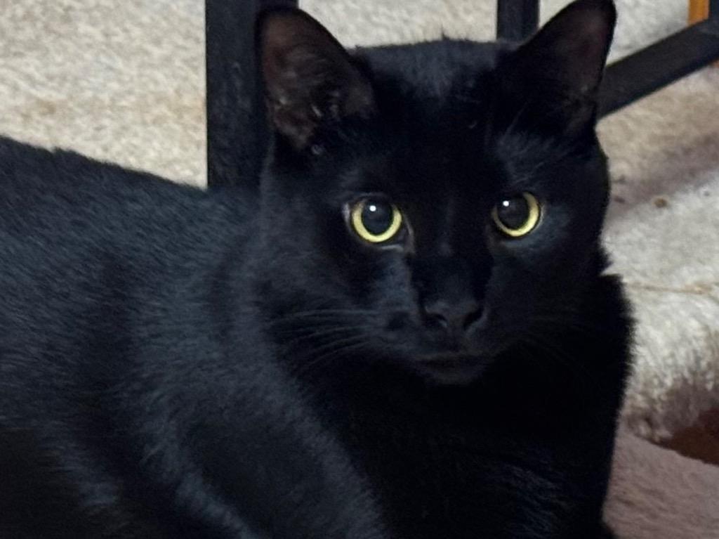 Enlarge Cloud, a Adoptable American Shorthair in Hagaman, NY image 2/4