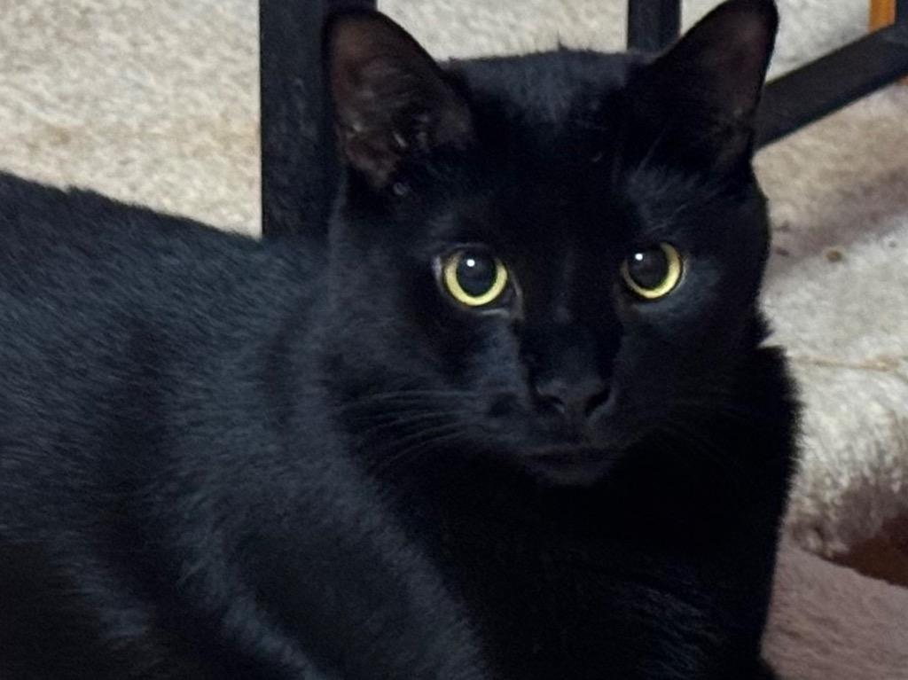 Cloud, a Adoptable American Shorthair in Hagaman, NY image 1/2