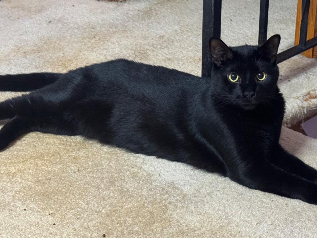 Cloud, a Adoptable American Shorthair in Hagaman, NY image 2/2