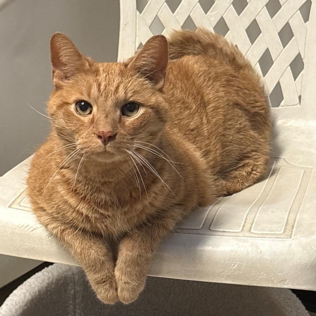 Enlarge Clarence, a Adopted Domestic Short Hair in Monticello, IL image 1/1