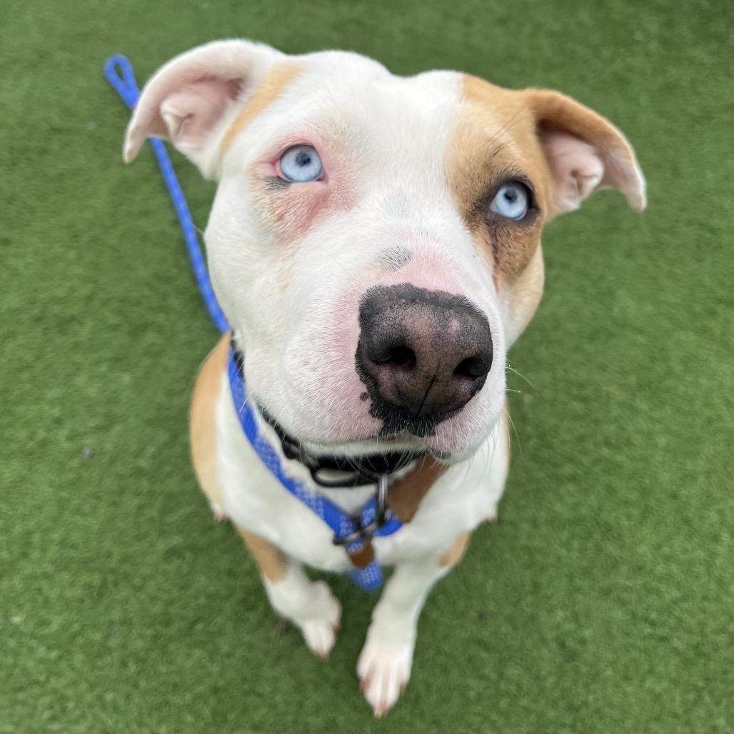 Enlarge Keisha, a Adoptable mixed breed in Bristol, IN image 1/6