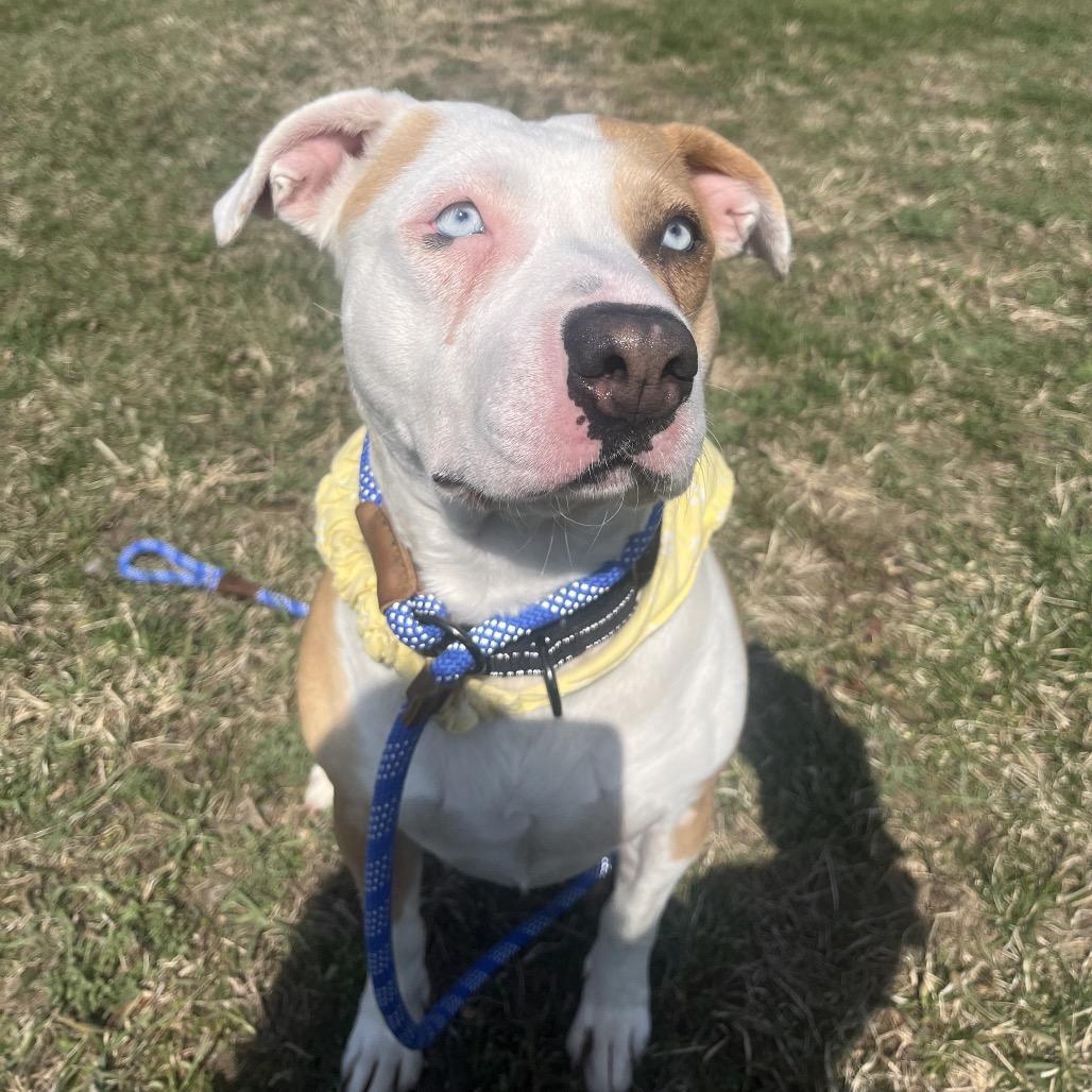 Enlarge Keisha, a Adoptable mixed breed in Bristol, IN image 2/6