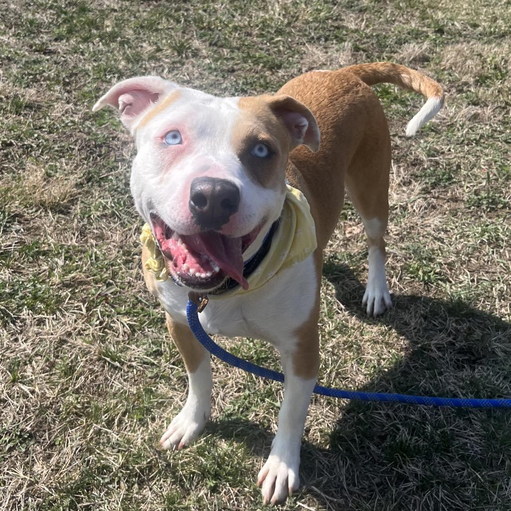 Enlarge Keisha, a Adoptable mixed breed in Bristol, IN image 3/6