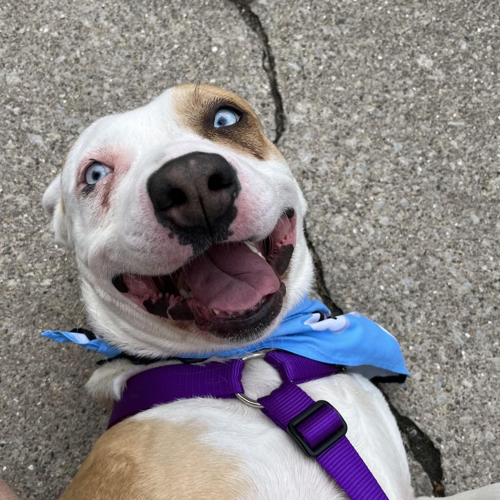 Enlarge Keisha, a Adoptable mixed breed in Bristol, IN image 4/6